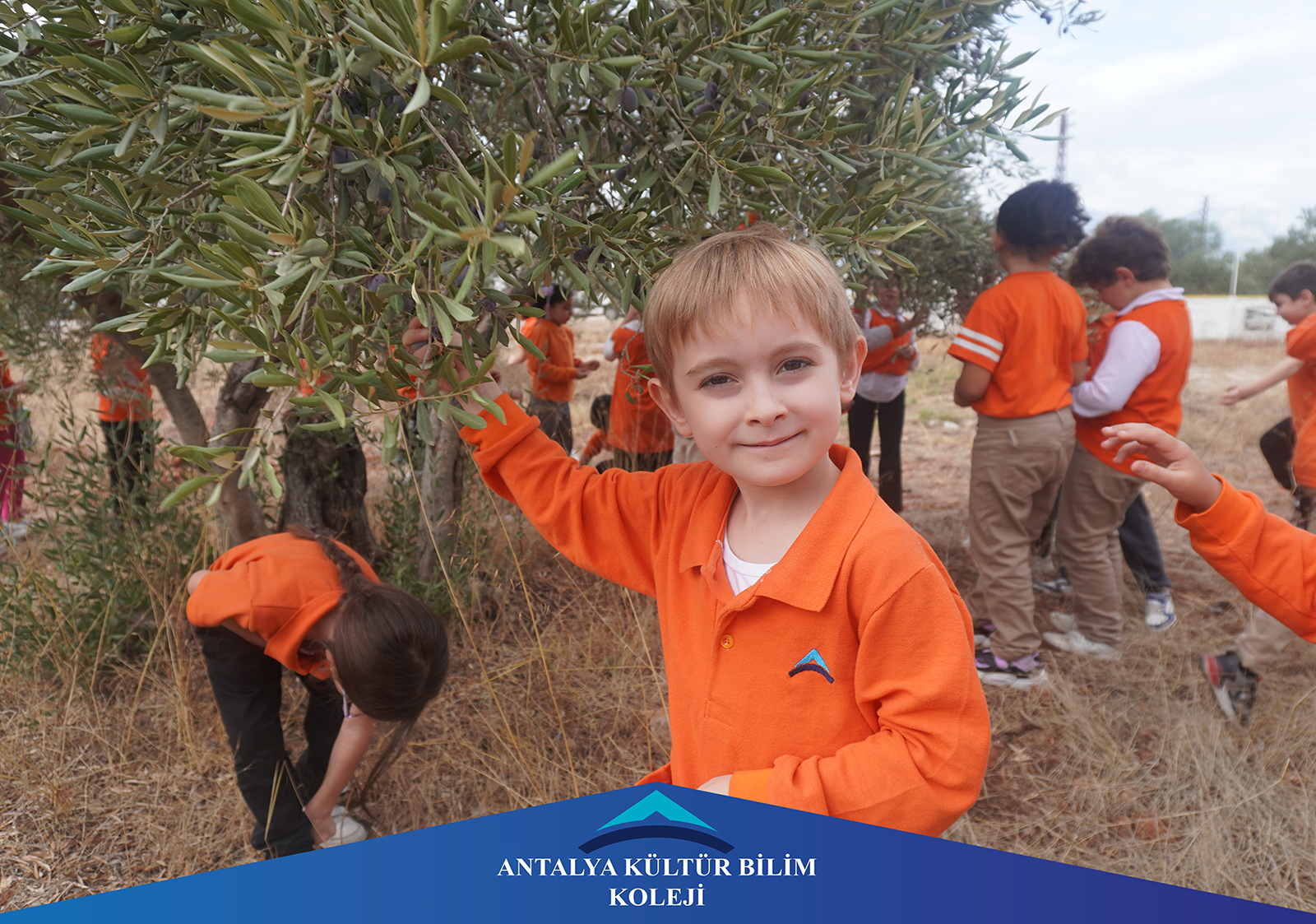 Zeytin Kurma Etkinliği